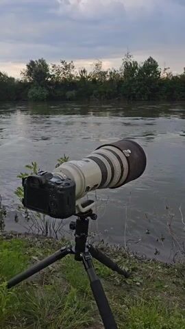 A camera with a very long lens is set up on a tripod on a riverbank. The camera is aimed at the river. The water is dark and murky, with a branch or log visible in the middle. Trees line the opposite bank. The sky is overcast. The riverbank is covered in grass and weeds. The camera is likely set up for wildlife photography.