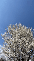Spring blooms observed on tree in Sofia, Bulgaria