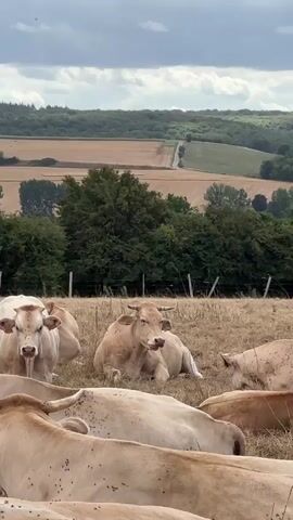 The video shows a herd of light-colored cows lying down in a dry, grassy field. The cows are mostly facing the camera, with their heads raised. One cow in the center is lying on its side, looking towards the camera. In the background, there is a line of trees, and beyond that, rolling hills with fields of harvested crops and some patches of green. The sky is overcast with some patches of blue. The overall scene is peaceful and pastoral.