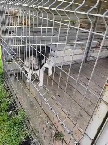 The video shows a medium-sized husky dog, black and white in color, standing inside a wire cage. The cage has a wooden floor and a wooden structure behind it, possibly a dog house. The dog is standing near the front of the cage, close to the wire mesh. Green grass is visible outside the cage in the foreground. The camera angle is at eye level, looking slightly down at the dog.