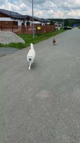 The video begins with a wide shot of a street in a residential area. Two dogs, one white and large, the other small and brown, are on the street. The camera focuses on the large white dog in the foreground, and the smaller brown dog is in the distance. The video then cuts to a closer view of the brown dog, which is wearing a black and yellow harness. The brown dog runs ahead. The camera then pans to follow the brown dog as it runs into a grassy area. The large white dog follows, and the two dogs interact in the grass. The houses in the background are modern with dark fences. The sky is cloudy.