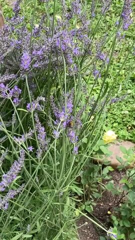 A close-up shot shows a bumblebee on a sprig of lavender. The bee is fuzzy and has yellow and black markings. It is actively foraging on the purple flowers. The background is filled with more lavender stems and some greenery, suggesting an outdoor garden setting. The lighting is natural, indicating it's daytime.