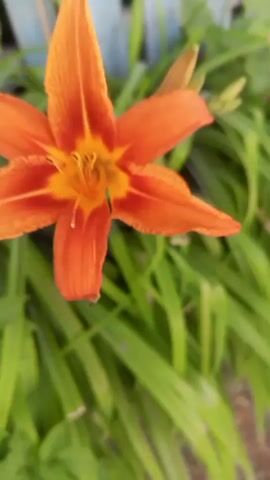 The media file shows a close-up, slightly blurry, video of an orange lily flower. The flower is in focus at times, with its delicate petals and bright center clearly visible. The surrounding environment is lush and green, with other plants and foliage creating a natural garden setting. The video pans and zooms slightly, giving a dynamic view of the flower. In some frames, another lily bud or flower can be seen in the foreground or background. The overall impression is one of natural beauty and tranquility, capturing the essence of a summer garden. There is no visible text in the media file. The location is identified as Zhilino-1, Russia. The time of day and weather are not explicitly indicated, but the bright lighting suggests daylight, possibly a sunny or overcast day suitable for outdoor photography. There are no people or animals visible in the video.