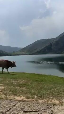 The video shows a brown cow with a bell around its neck walking on the edge of a grassy bank next to a lake. The lake is surrounded by mountains, and the sky is partly cloudy. The cow is walking to the right side of the screen.