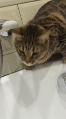 Domestic life moments with Bengal cat captured in Votkinsk