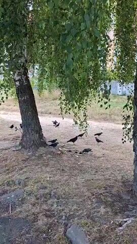 A flock of crows are gathered on the ground under a birch tree. Some of the crows are pecking at food scraps on the ground, while others are standing around. The ground is dry and covered in dirt and leaves. The tree has green leaves and a thick trunk. In the background, there is a fence and some dry grass.
