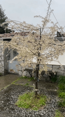 Spring tree blooms with white flowers in Bulgarian yard