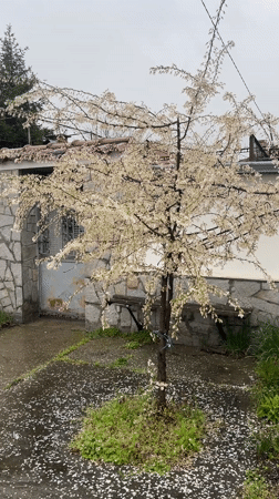 Spring tree blooms with white flowers in Bulgarian yard