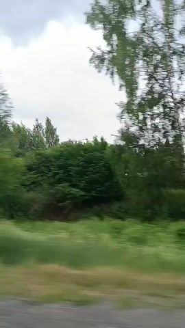 The video shows a view from a moving vehicle, capturing a rural landscape. The foreground consists of a road surface and a grassy verge. Beyond this, there is a field of green grass, followed by a line of trees, some of which are tall and slender with distinctive white bark, suggesting birch trees. In the distance, amidst the trees, a house with a brown roof is partially visible. The sky above is overcast with clouds. The motion of the vehicle causes a slight blur to the scenery. The video appears to be shot during daylight hours.