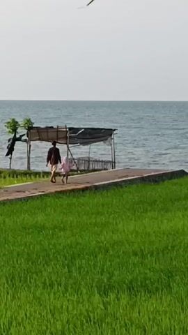 Here is a concise description of the video: 

The video shows a wide shot of a landscape featuring a lush green rice field in the foreground. Behind the field is a concrete path leading toward a makeshift shack or shelter, which stands at the edge of a sea or ocean. Two figures, an adult and a child, are seen walking along the path towards the shack. The adult is wearing a brown or dark-colored jacket, while the child is in pink clothing. The sky is overcast. The focus of the scene is on the relationship between the figures, particularly their progress toward the shelter by the sea. The audio contains the sound of wind.