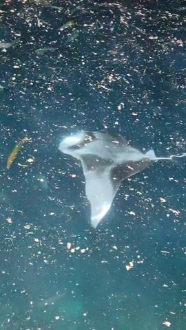 A large manta ray swims through dark water filled with debris, accompanied by several small fish. The manta ray is light-colored with dark markings and appears to be gracefully gliding through the water. One small fish, yellow and elongated, swims to the left of the manta ray, while other smaller fish are scattered throughout the scene. The water's surface is disturbed, with white foam and swirling patterns.