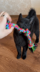 Black puppy in a tug-of-war session with a rope toy