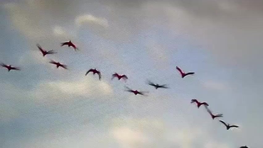 This media file depicts a flock of scarlet ibis flying against a cloudy, grey sky. The birds are a vibrant red, contrasting with the muted tones of the sky. Their wings are spread, showing their characteristic shape in flight. The camera angle is looking upwards, emphasizing the birds as they move across the frame. Some of the birds are in sharper focus than others, suggesting movement and a potential slight camera shake or a subject in motion.

The scene appears to be during daylight, though the overcast sky makes it difficult to pinpoint the exact time of day. The clouds are thick and textured, creating a dramatic backdrop for the birds' flight. There are no visible people, specific objects, or any text within the frame. The overall impression is one of natural beauty and the grace of birds in flight. The location context of Valladolid, Spain, provides a geographical setting for this avian spectacle.