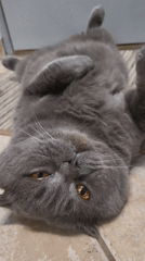 Gray Scottish Fold cat enjoys belly rubs on tile floor