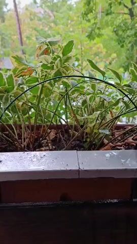 A close-up, static shot looks at a planter box filled with plants that have variegated green and white leaves. A thin, green metal hoop arches over the plants. The planter box is on a white ledge that appears wet, with water droplets visible. Behind the planter box, a blurry background of green trees suggests an outdoor setting. The overall atmosphere is subdued, possibly indicating a cloudy or rainy day.
