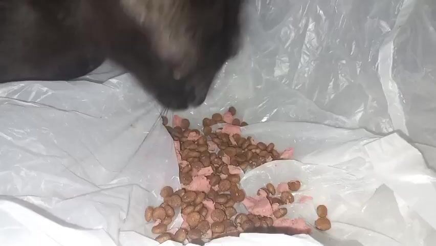 A close-up shot shows the head and upper body of a black cat leaning down to eat food scattered on a white plastic surface. The food consists of small, brown kibble mixed with pinkish, shredded material. The cat's whiskers are prominent, and its eyes are focused on the food. The lighting is dim, creating shadows.
