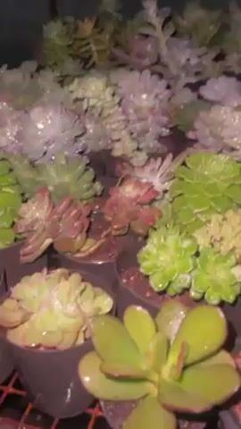 A sprinkler waters a collection of small potted succulents arranged on a wire shelf. The succulents include green, purple, and pink varieties, with water droplets covering their leaves. The plants are in small, black pots filled with dark soil. The camera moves slightly, showcasing different succulents within the collection. The background is dark and indistinct.