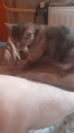 Two cats lounging on a lap in Mykolaiv