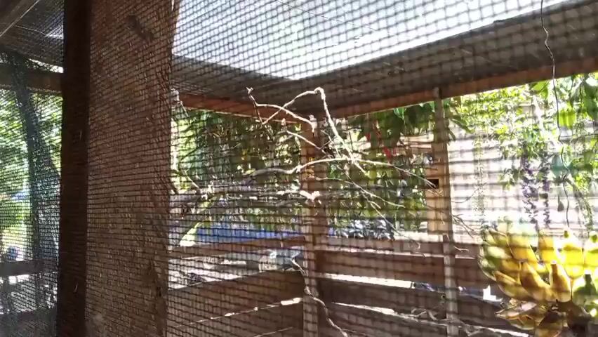 The video shows an enclosure for birds. Inside the enclosure, there are several perches made of branches and wood. A bird, possibly a yellow oriole, is perched on a branch near the top of the enclosure. Another bird, with white and black plumage, is perched on a different branch in the center of the enclosure. Several other small birds can be seen on branches and on the ground. The enclosure is covered with netting at the top and has wooden posts supporting the roof. Outside the enclosure, there is lush green foliage, indicating an outdoor setting. Sunlight filters through the netting, creating a dappled light effect. There are birdhouses visible within the enclosure. In the background, there are glimpses of a blue structure and some laundry hanging. The camera moves slightly, offering different views of the enclosure and the birds within it.