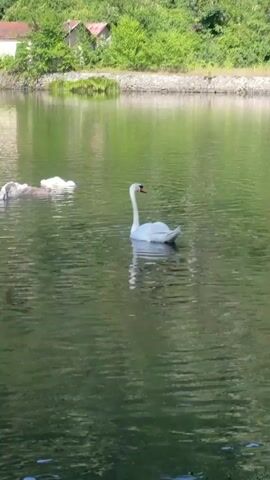A white adult swan swims in the center of a body of water. To the left of the adult swan, several cygnets (baby swans) are clustered together. The cygnets are a mix of gray and white. In the background, there is a shoreline with green trees and two buildings. The water is calm and reflects the surrounding greenery.