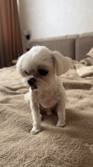 Fluffy white dog hangs out by the window, tongue out.
