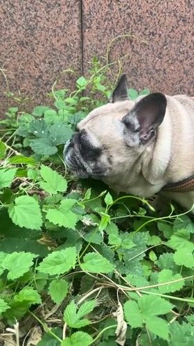 French Bulldog explores Almaty greenery, cat observes from indoors