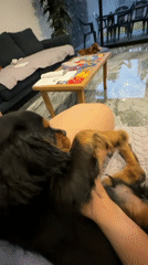 Person filmed with Cavalier King Charles Spaniel puppy in Puebla