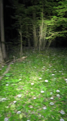 Nighttime forest footage captured in Yemelivka, Ukraine