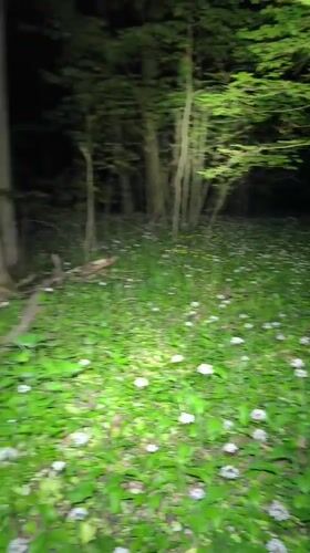 Nighttime forest footage captured in Yemelivka, Ukraine