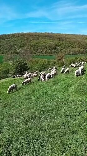 Sheep flock grazes on Bulgarian hillside under clear skies