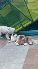 Three dogs spotted on walkway in Da Lat, Vietnam
