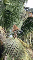 Sri Lankan coastal town life captured through monkey behavior