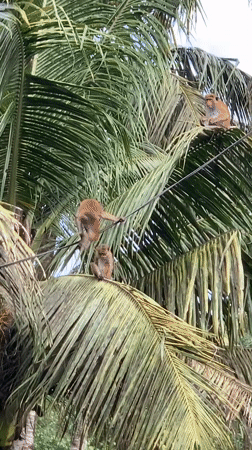 Sri Lankan coastal town life captured through monkey behavior