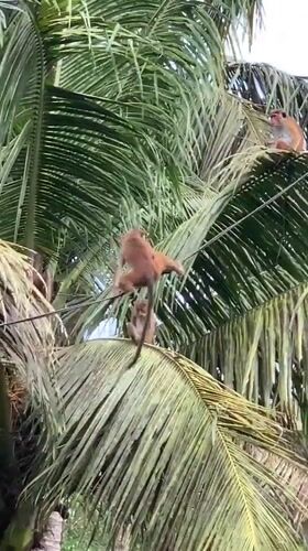 Sri Lankan coastal town life captured through monkey behavior