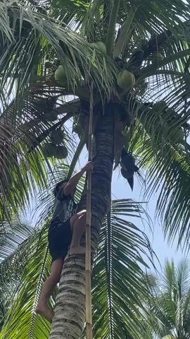 A person is climbing a tall coconut tree using a bamboo pole for support. The person is wearing a dark t-shirt and dark shorts, and is barefoot. There are several green coconuts visible on the tree. The sun is shining, and the sky is blue, with some palm fronds visible in the background.