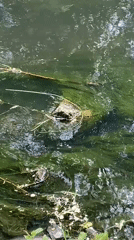 Routine morning in Czech town features wildlife feeding, shopping