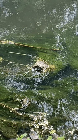 Routine morning in Czech town features wildlife feeding, shopping