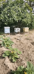Beekeeping operation documented in Bulgarian village
