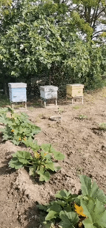 Beekeeping operation documented in Bulgarian village