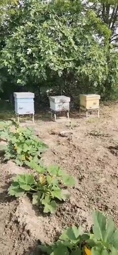 Beekeeping operation documented in Bulgarian village