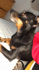 Dog resting and soccer viewing captured in Venezuelan homes