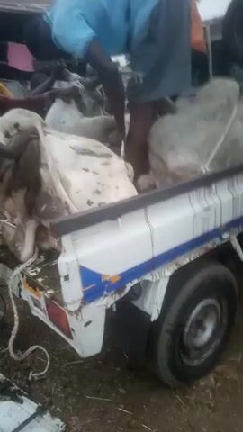 The video shows three men loading large, heavy bags into the back of a small, white pickup truck. The truck's bed is already partially filled with similar bags. The men are dressed casually. One is wearing a light blue shirt and dark shorts, another is wearing an orange shirt, and the third is wearing a red shirt. The truck appears to be in a somewhat dilapidated condition, with some damage visible on the side. The environment appears to be an outdoor setting, possibly a yard or field, with other people and structures visible in the background. The bags seem to be quite heavy, and the men are exerting effort to lift and position them.