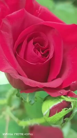 A close-up shot focuses on a vibrant red rose in full bloom, with its petals unfurling in a spiral pattern. The background consists of blurred green foliage, suggesting an outdoor garden setting. In the lower right corner, a rosebud with green sepals and hints of red petals is visible. The bottom of the image displays a watermark indicating it was taken with an Infinix NOTE 40 Pro. The lighting is soft, highlighting the textures and rich color of the rose.