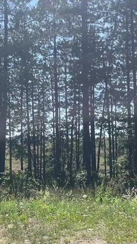The video shows a view from a vehicle moving through a natural landscape. The first few seconds focus on trees that appear to be pine trees, with the camera looking through them and slightly upwards. The light is bright, suggesting daytime. Then, the view opens up to reveal rolling hills covered in sparse trees and green fields. The sky is blue with scattered white clouds. The camera continues to move, offering a panoramic view of the undulating terrain, with more trees and hills visible in the distance. The overall impression is of a scenic, rural, or wilderness area. There are no people or explicit man-made objects visible in the frames.