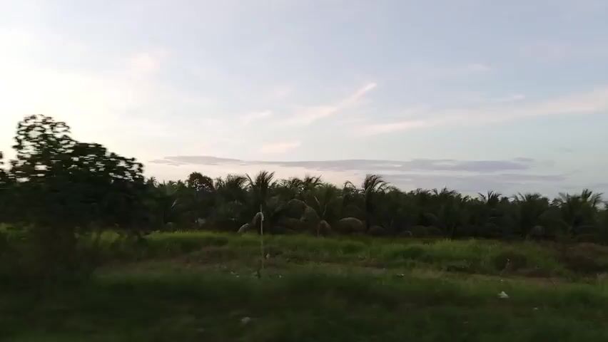 The video shows a roadside view of a field of tall grasses and coconut trees under a cloudy sky. A road sign briefly appears at the edge of the screen. The camera appears to be moving, likely taken from a moving vehicle.