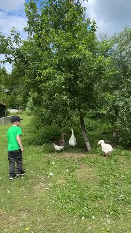 A young boy wearing a green t-shirt and dark pants stands in a grassy area with a few geese nearby. The boy is facing away from the camera, looking towards a tree. There are several geese in front of the tree, and one goose is a lighter color while others are darker. The background consists of lush green foliage and a cloudy sky. The boy points at something, and the geese appear to be interacting with each other.