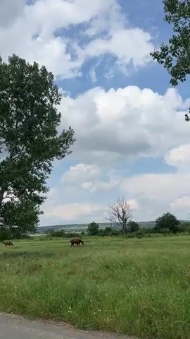 The video captures a serene rural landscape under a partly cloudy sky. The scene is dominated by a vast green field with tall grass, swaying gently. On the left side of the frame, a large, leafy deciduous tree, likely a poplar, stands prominently with its dense green foliage.

Two horses are visible in the field. One brown horse, with a dark reddish-brown coat, is in the mid-ground, actively grazing on the lush grass throughout the video's duration. Another horse, lighter in color, is partially obscured by the foreground tree and grass further back.

In the middle distance, another tree, appearing bare or dead, provides a stark contrast to the surrounding greenery. Beyond the field, rolling hills define the horizon, and power lines with their supporting poles are visible against the distant landscape. The sky is a mix of bright blue patches and large, fluffy white cumulus clouds, indicating pleasant daytime weather.

The camera slowly pans across the scene, starting with a wider view, then briefly zooming in on the grazing horse before panning further right and upwards to include more of the sky and the trees. The overall impression is one of peaceful countryside.

Audible in the background are human voices engaged in conversation, speaking in Bulgarian. One phrase heard is "от мотора като се прибрах 22ри" (from the motorcycle when I returned on the 22nd), indicating a casual chat rather than commentary on the scene. There is no visible text. The setting aligns with the provided context of Sungurlare, Bulgaria.