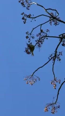 A green bird is visible in the upper-right portion of the frame, perched on the branch of a tree. The branches are bare, save for clumps of small, round berries. The background is a clear, cloudless blue sky. The bird is pecking at the berries. The camera angle is low, looking up at the tree.