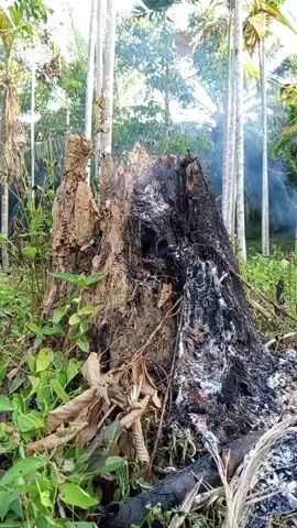 A close-up, low-angle shot focuses on a large, charred tree stump in a forest setting. The stump, split and partially burned, stands amidst lush green vegetation. A faint plume of smoke rises from the top of the stump, suggesting recent burning. The background consists of tall trees, their trunks silhouetted against a bright sky, and more dense foliage. The lighting is soft and diffused, casting a natural glow on the scene.