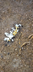 Parasitized caterpillars with wasp cocoons spotted in Vallecito, Venezuela